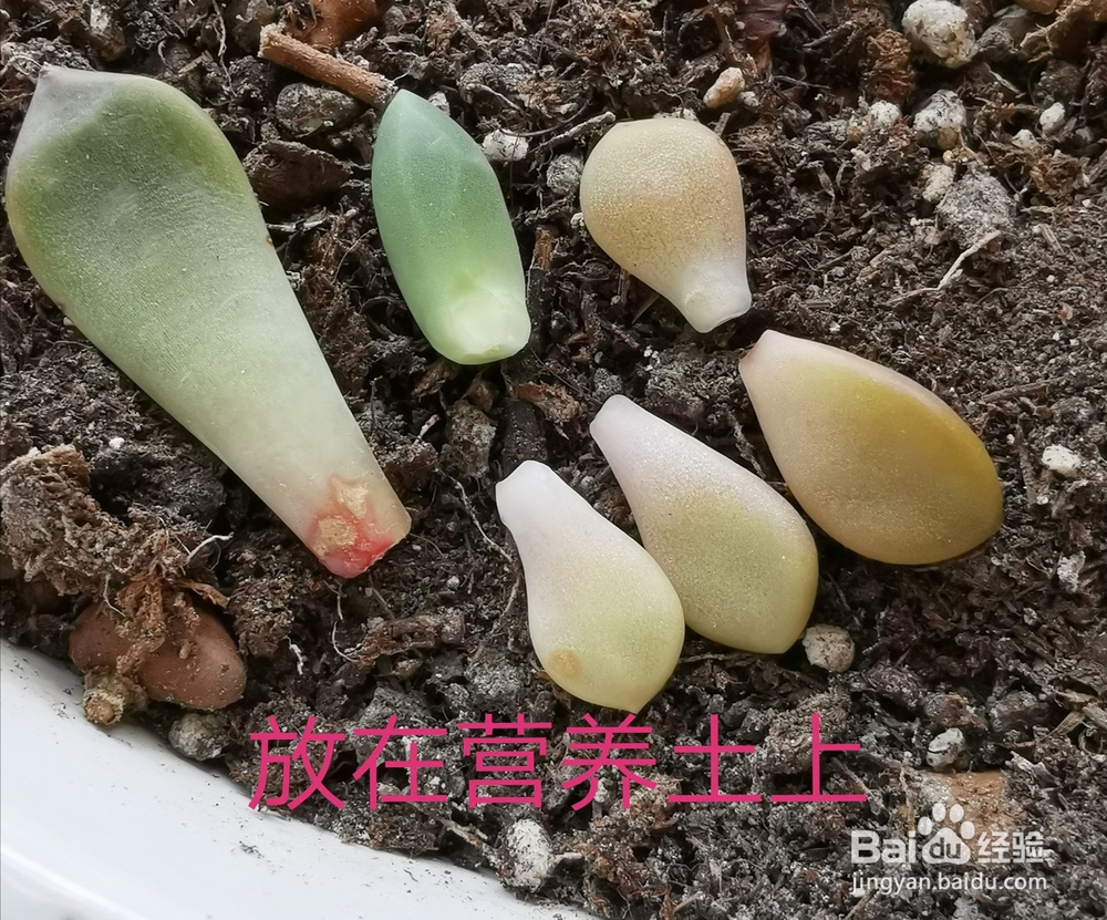 冬天多肉叶片扦插方法