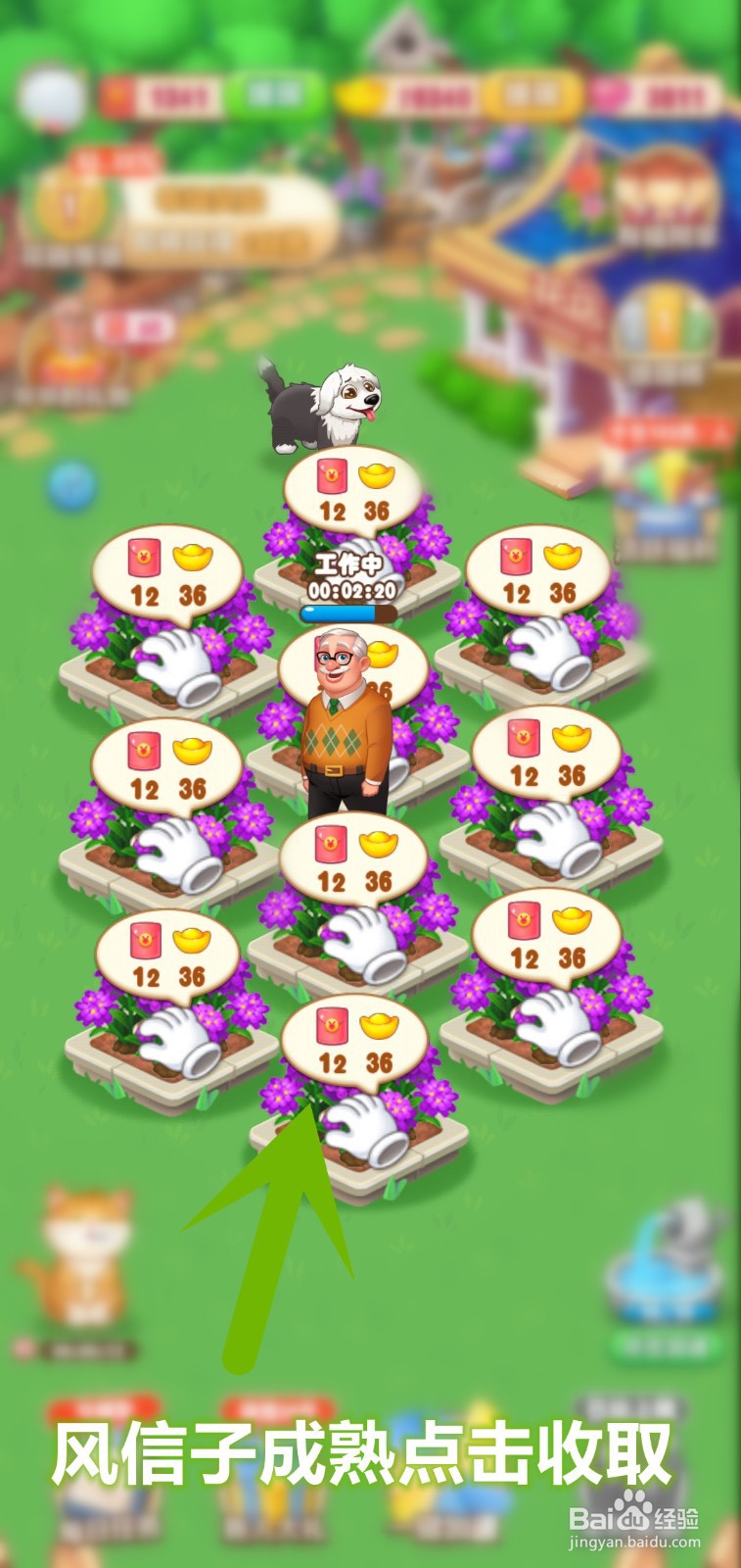 爷爷的花园怎么解锁高价值风信子