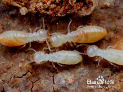 家里有白蚁怎么办？