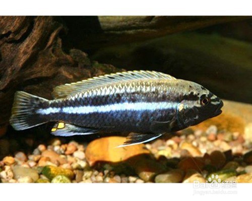 初学者一定要知道的观赏鱼非洲凤凰饲养方法