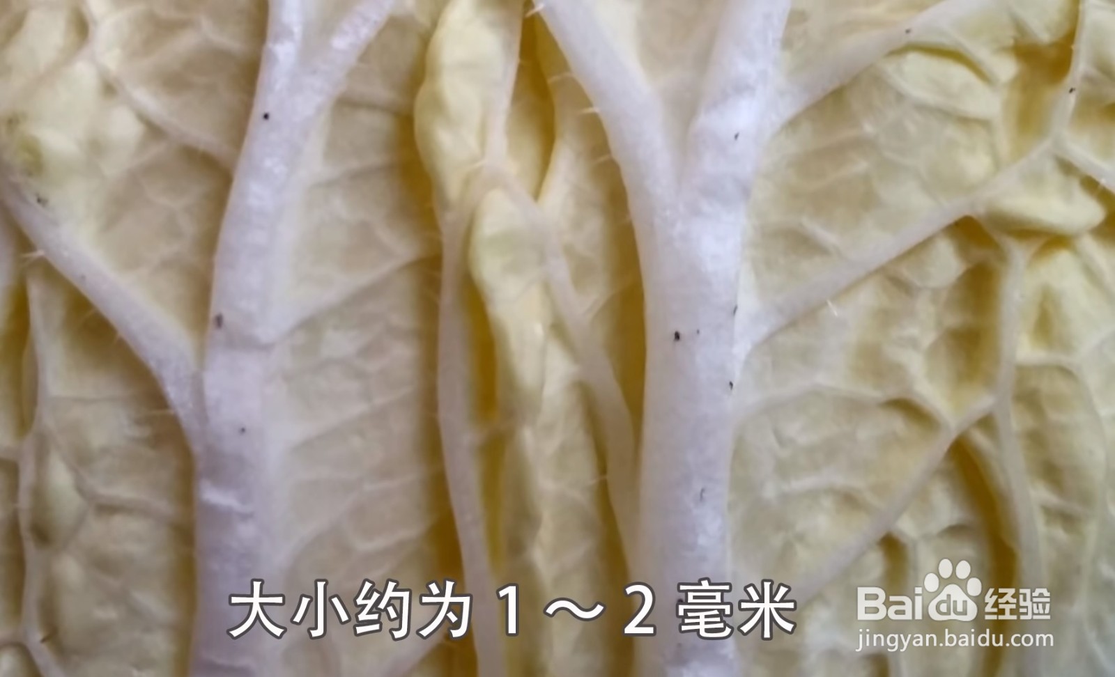 大白菜上有“黑点”还能吃吗?