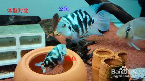 寶藍迷你鸚鵡魚分公母圖解