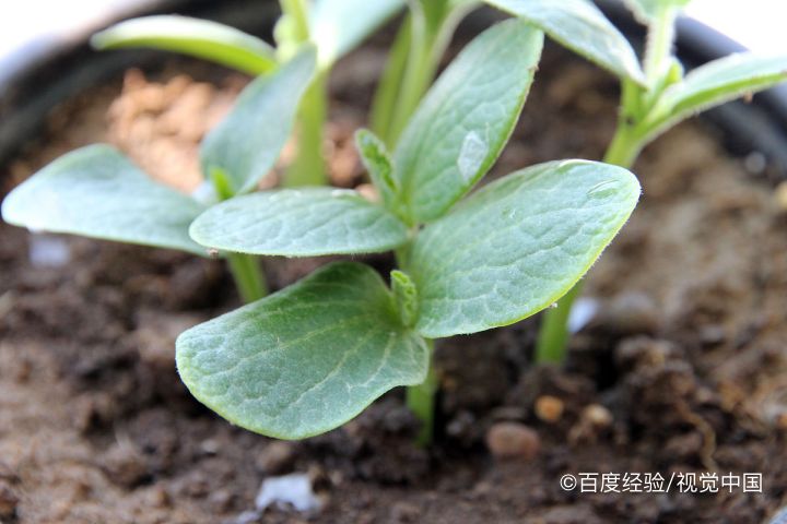孕产妇能吃南瓜苗吗