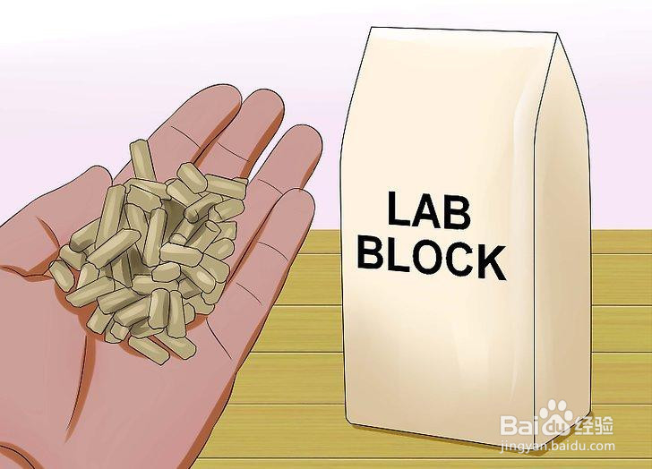 如何喂养宠物鼠