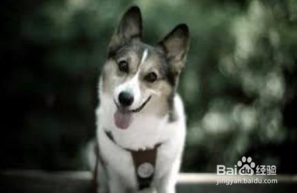 狗狗可以吃李子吗