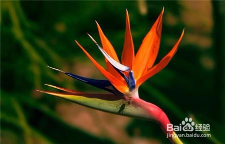 鹤望兰如何养护开的好？