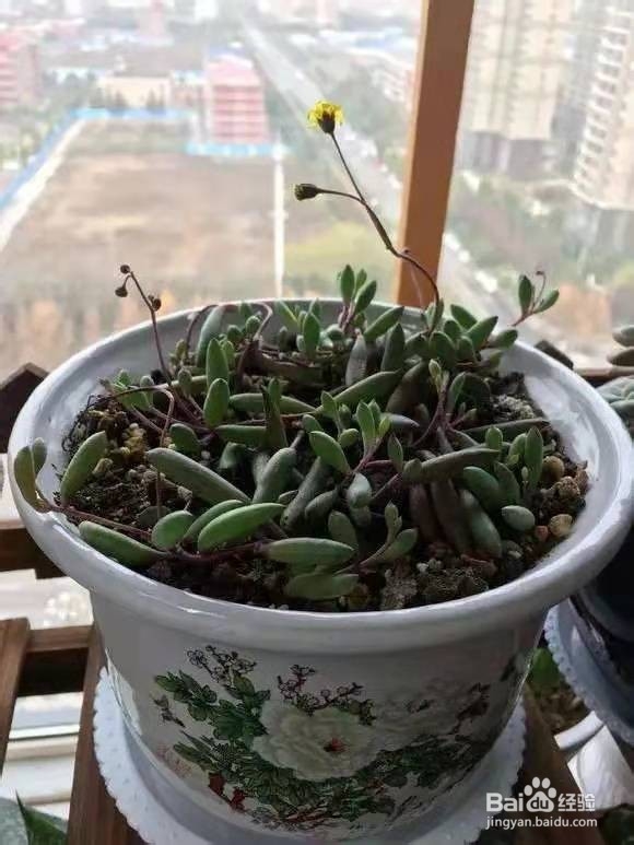 3种花太好养，沾土就活，特能长，养一次就上瘾