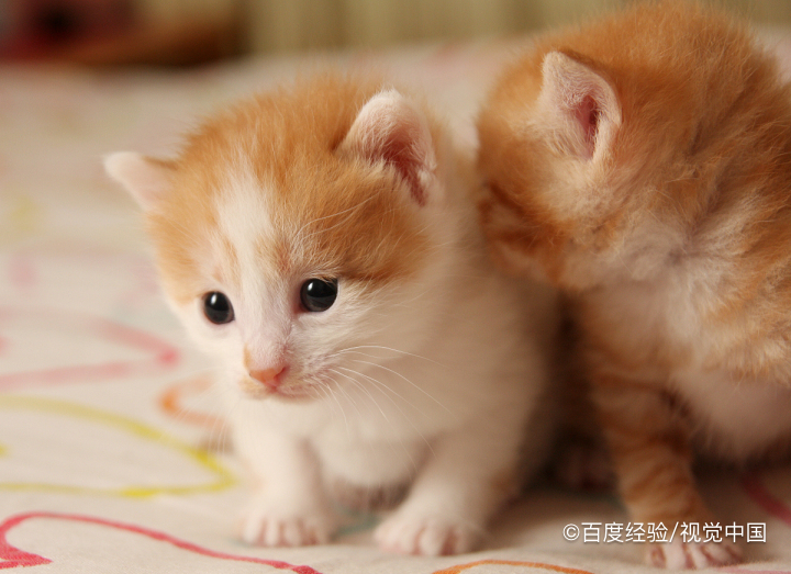 猫哮喘怎么治