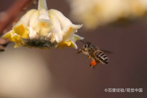 蜜蜂飞进家里怎么办 蜜蜂飞进家里怎么办呢