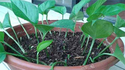 缓苗期如何浇水