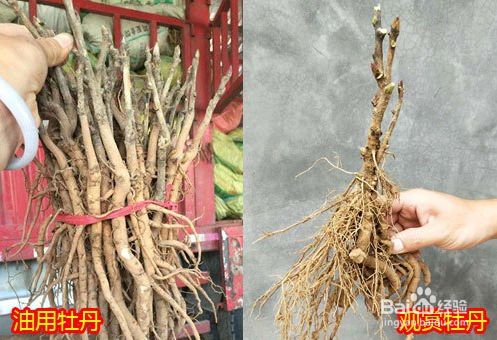 油牡丹与观赏牡丹苗怎么区分 百度经验 油牡丹与观赏牡丹苗怎么区分 百度经验