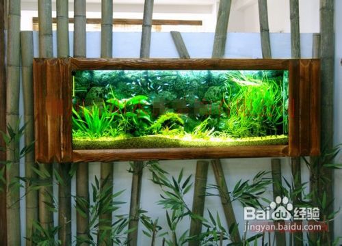 饲养热带观赏鱼需要哪些设备与用品?