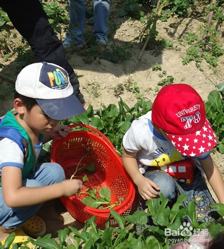 99%小朋友不知花生长地里还是挂树上，你信吗？