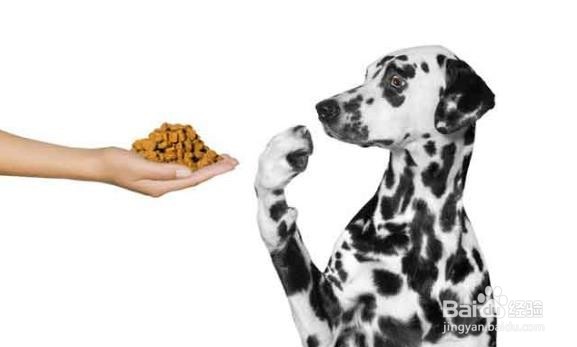 天气热狗狗不怎么吃东西怎么办