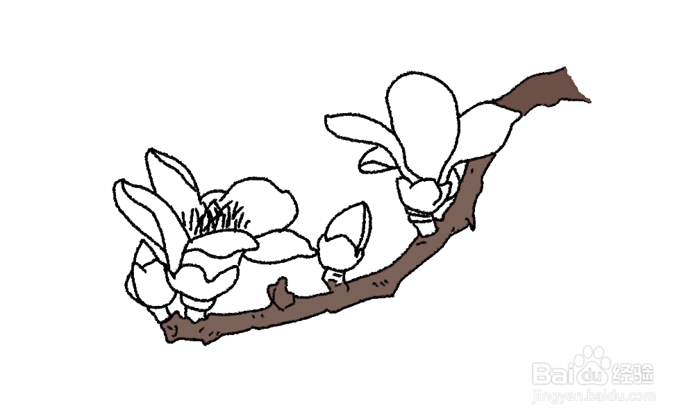 木棉花的花瓣怎么画图片