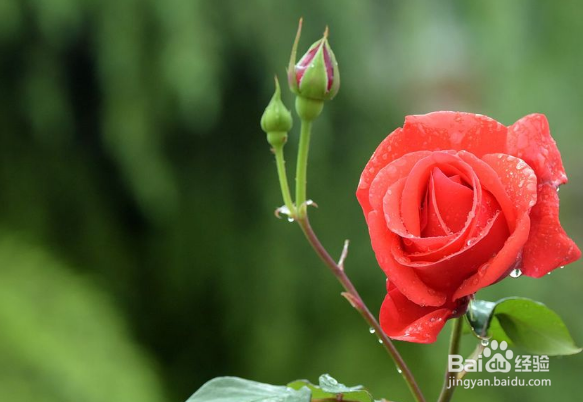 怎么判断月季要施肥了