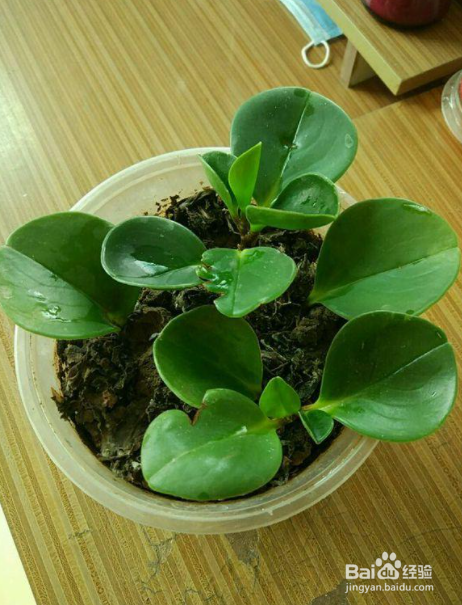 豆瓣绿浇水的正确方法