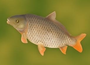 哪些食物一定不能共食（那些你不知道的秘密七）