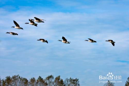 沈从文在《长河·秋(动中有静)》写过: "其时碧空如洗,有一群大雁鹅