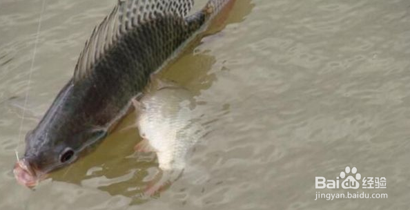 垂钓技巧 台钓技巧（4）