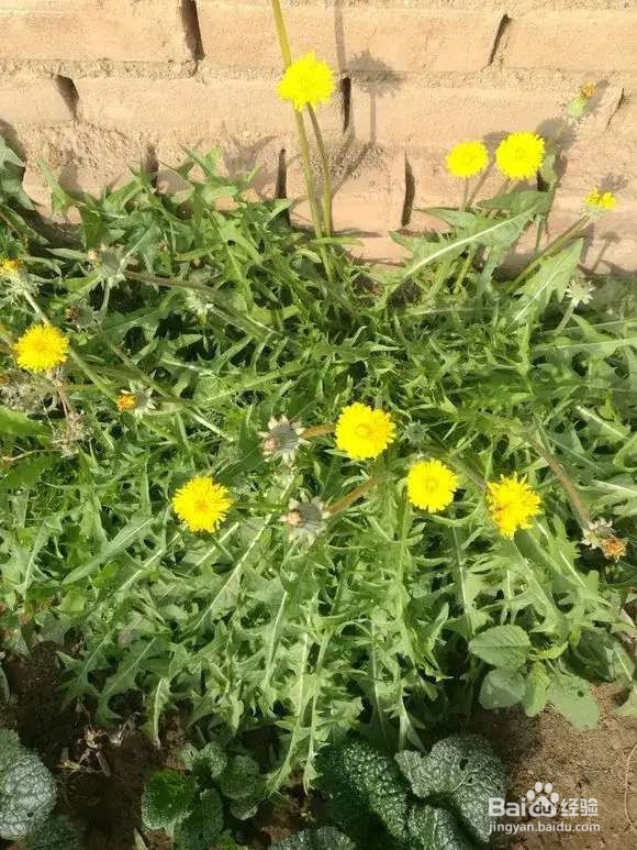 “长寿菜”别出门挖了，阳台种一点，够吃大半年