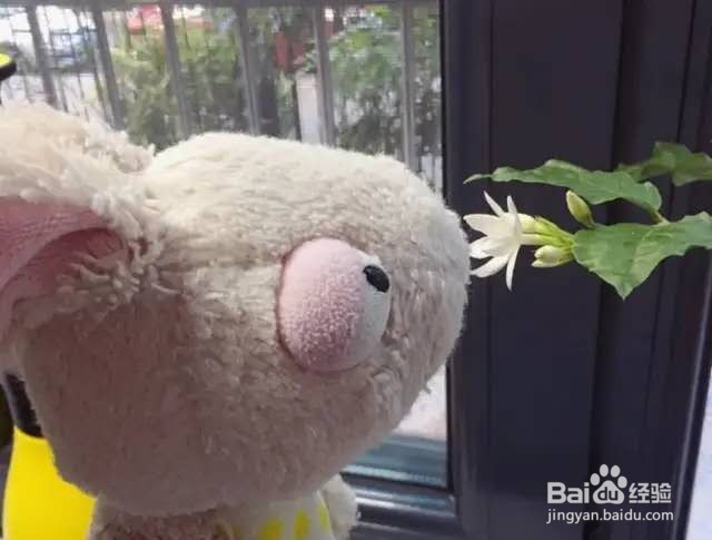 茉莉花养护技巧，叶子茂盛开花多，芳香四溢