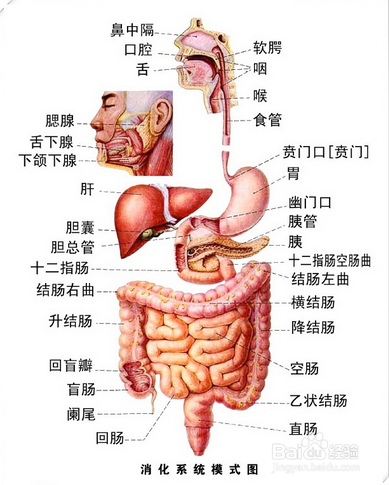 脏腑功能对常见疾病如腰酸腿疼的指导是怎样
