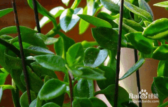 牡丹吊兰的养殖方法和注意事项