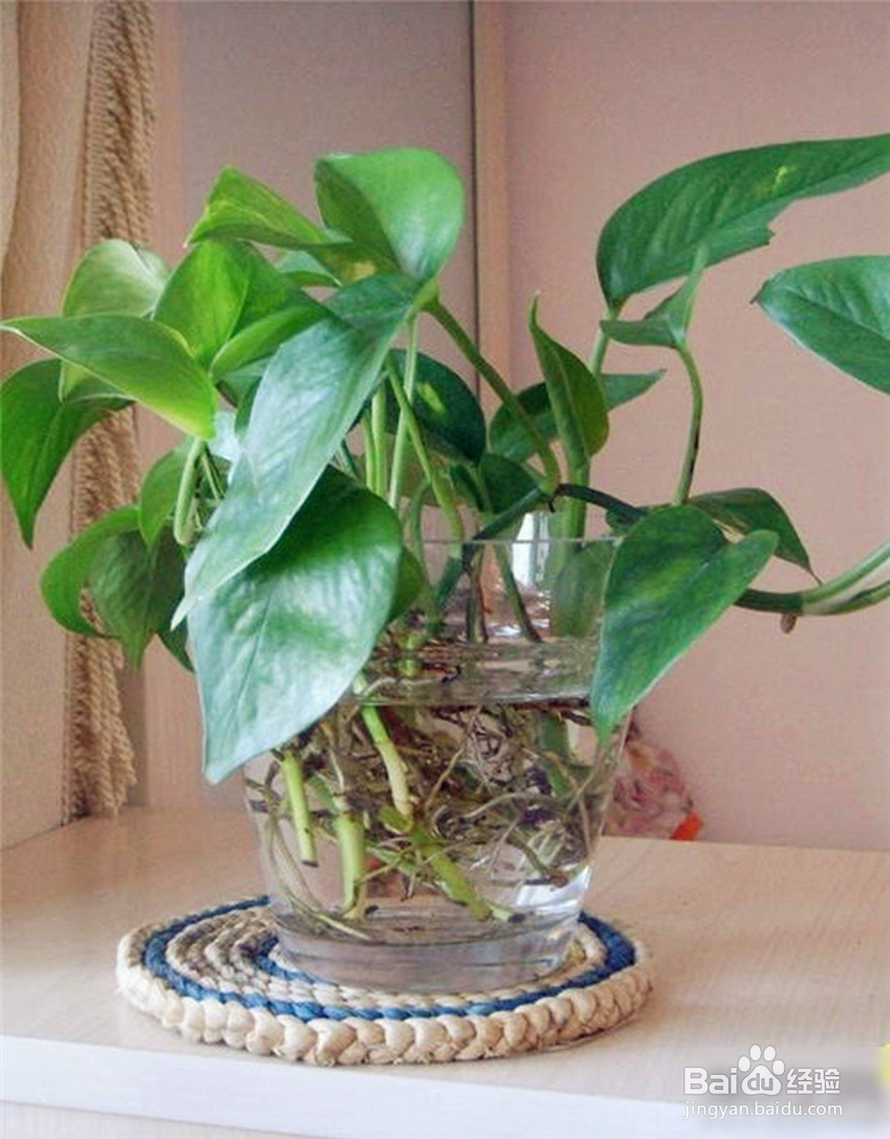 绿萝怎么水养?水培绿萝的养殖方法