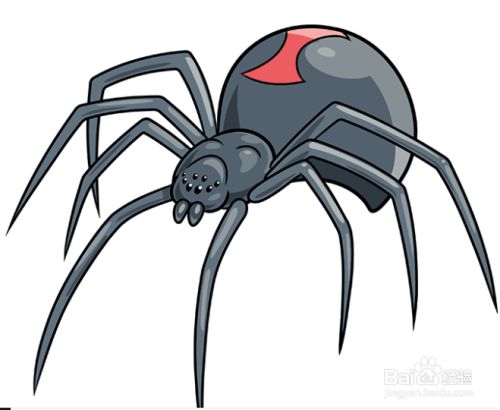 绘制黑寡妇蜘蛛的分步说明