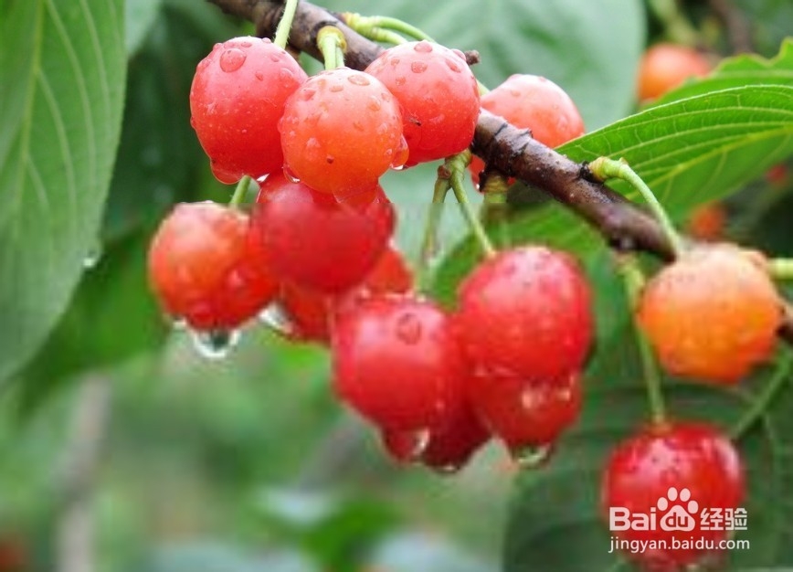 怎么用水果去除难看的雀斑