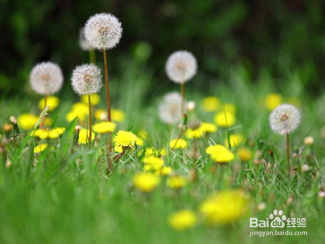 蒲公英最佳的晒干方法