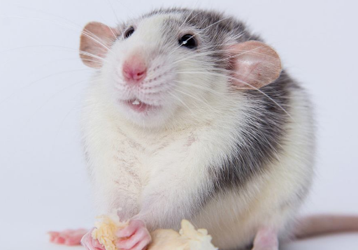 家养花枝鼠怎么能恢复体力