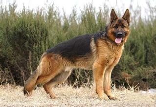 德国牧羊犬后退站不起来是怎么回事?
