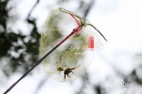 如何用网兜捞鱼呢