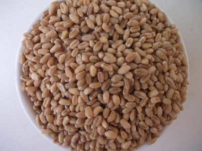 鱼饵太粗了怎么磨细