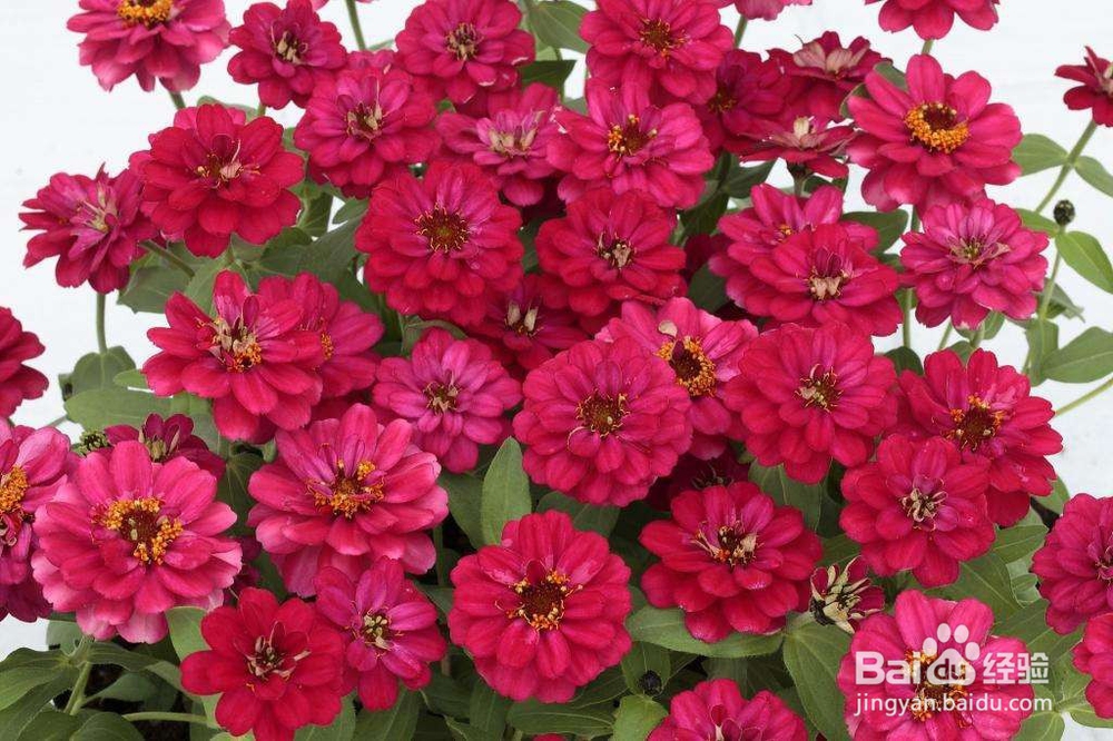 对于一个园艺小白来说，究竟该种什么花才好