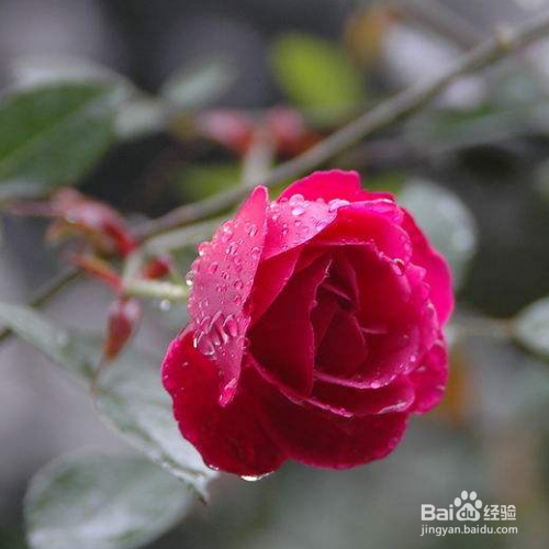 月季的移栽时间和方法有哪些?