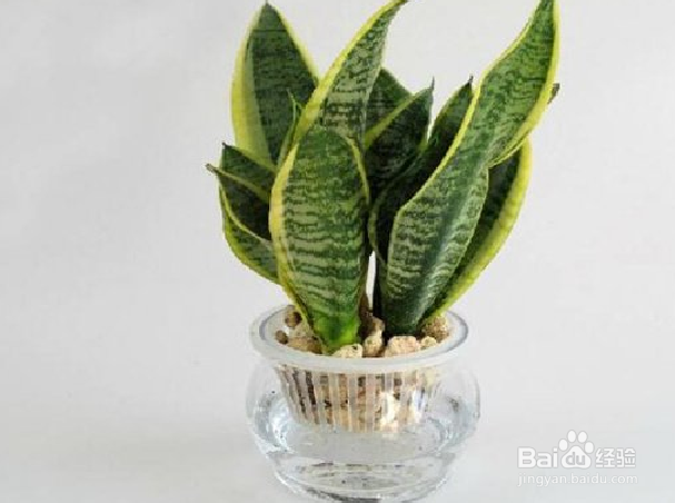 容易存活的水培植物有哪些