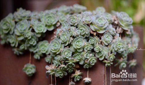 多肉植物怎么预防虫害 百度经验 多肉植物怎么预防虫害 百度经验