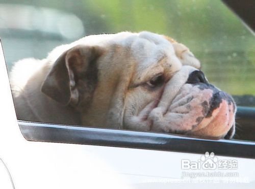 狗狗得了犬瘟怎么办