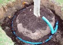 如何为银杏行道树施肥？