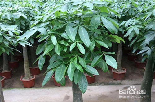 室内最好养的大型植物有哪些?