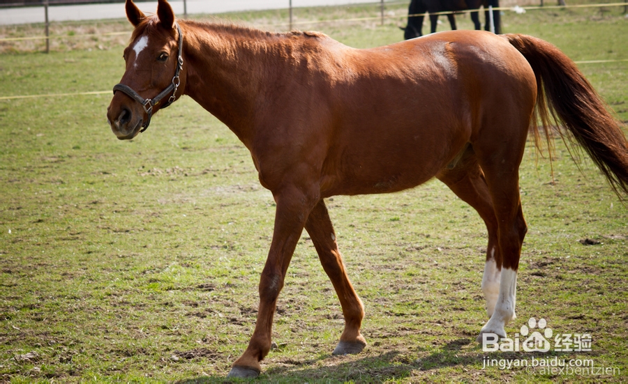 坝上草原自驾游攻略
