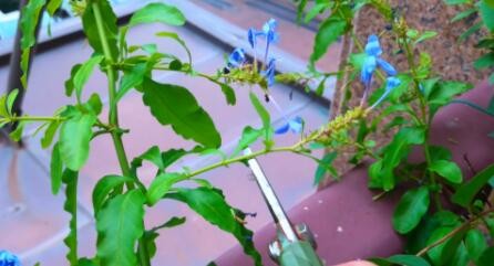 蓝雪花春天怎么修剪