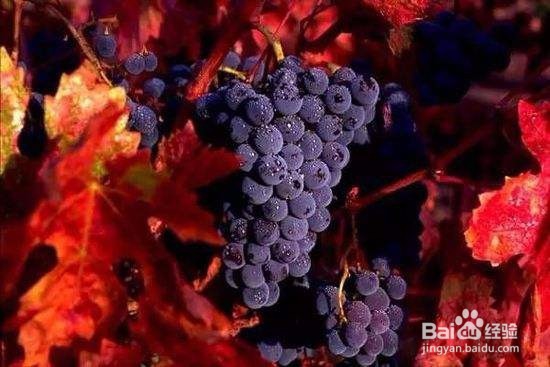 四种葡萄酒品种的特点