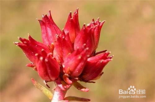 红景天的用法及禁忌