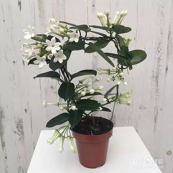 卧室里放盆这个,让你酣睡一整晚!