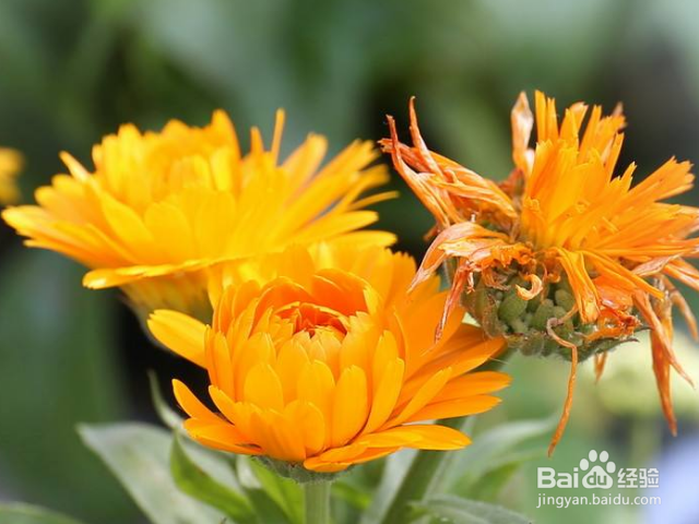 金盏菊叶子为什么会发黄?