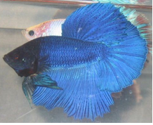 中国斗鱼怎么分辨公母